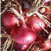 ONION