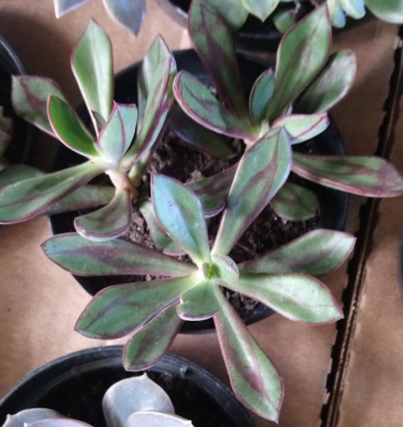 Echeveria nodulosa