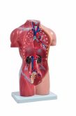 Torso Humano Feminino de 42 cm c/15 Partes-CS/SD-5024
