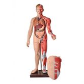 Manequim Muscular Masc. c/170cm c/ Órgãos Internos em 32 Partes-CS/AT/TZJ-4001-A