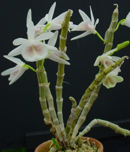 dendrobium cretaceum