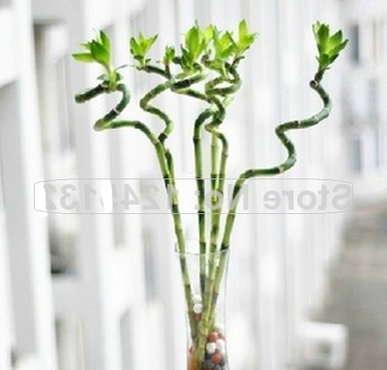 Bambú da Sorte 3 - Sementes