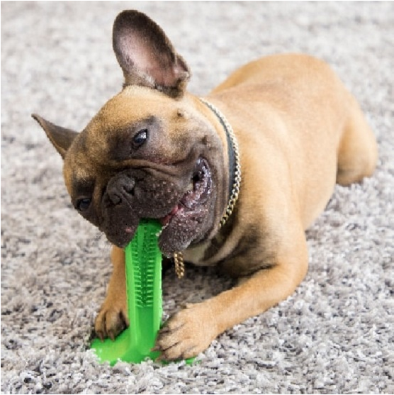 Você precisa escovar os dentes do seu cão DOG TOOTHBRUSH STRESS-FREE DOG