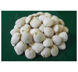 Kit noz da india c/32 sementes