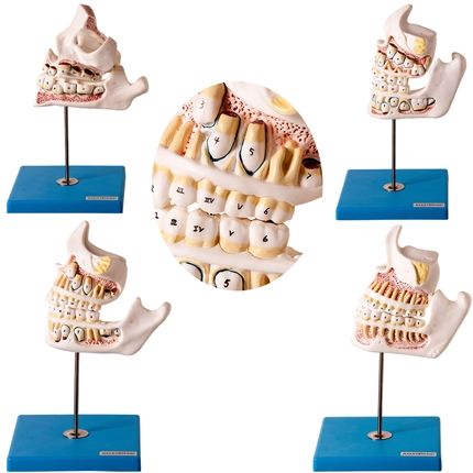 Desenvolvimento da Dentição em 4 Pçs.-CS/AT/TZJ-0313-D