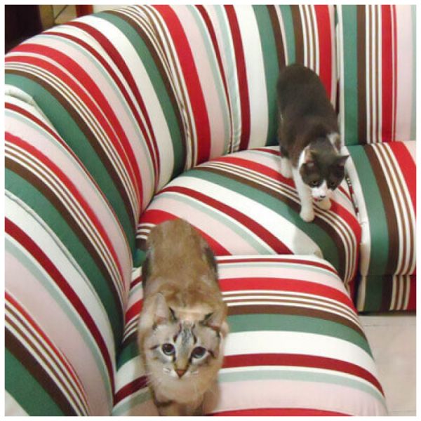 Impermeabilização de Estofados para Pets em Maringá PR