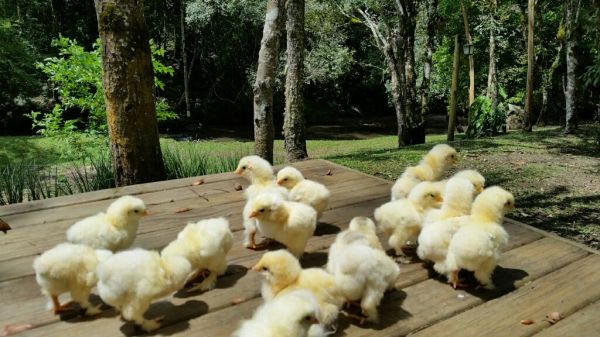 Pintinhos com 7 a 30 dias