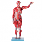 Manequim Muscular Assexuada 78 cm c/ Órgãos Internos 27pçs-CS/AT/TZJ-4000-B