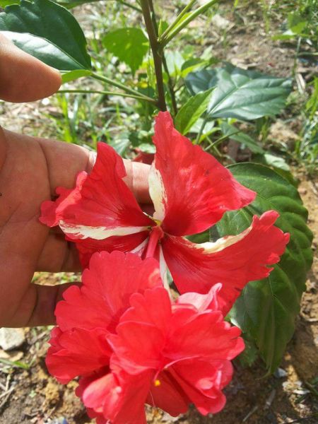 hibisco  El capitorio / estacas