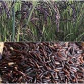 BLACK RICE