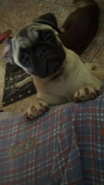pug femea 5 meses