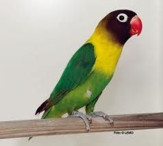 Agapornis Personata