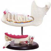 Anatomia do Dente em 6 Partes-CS/AT/TGD-0313