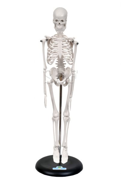 Esqueleto Humano de 45 cm c/Suporte CS/SD-5002/B