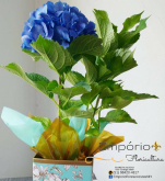 Hortencia Azul