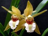 coelogyne lawrenceana