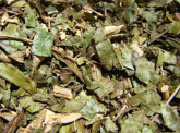 Chá de Bugre 100g