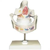 Dentição Adulta-CS/AT/TGD-0313-I
