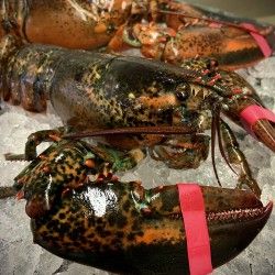 FROZEN LOBSTER