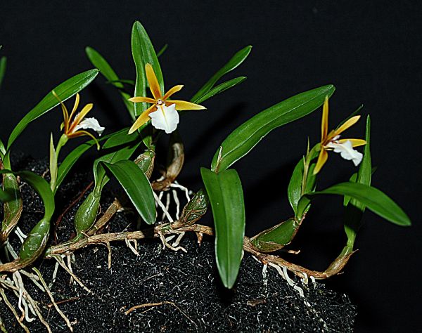 dinema polybulbon