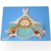 Quinta Vértebra Cervical c/ Medula Espinhal e Nervos-CS/AT/TZJ-0144