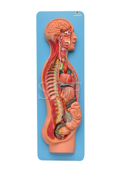 Sistema Nervoso Simpático e Parassimpático-CS/SD-5060/B