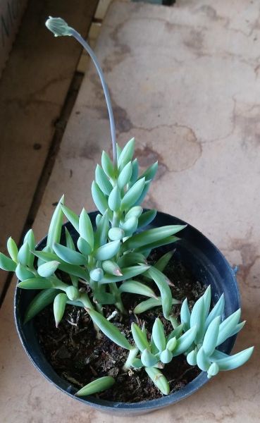 Senecio Radicans