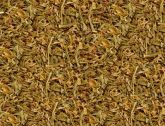 Hipérico 100g