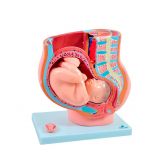 Pelve Feminina c/ Gravidez em 4 Partes-CS/SD-5058