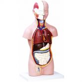 Torso Assexuado c/ 50 cm em 12 partes-CS/AT/TZJ-0206-A
