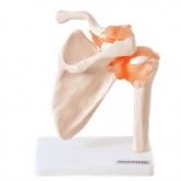 Articulação do Ombro c/ Ligamentos-CS/AT/TGD-0160-C