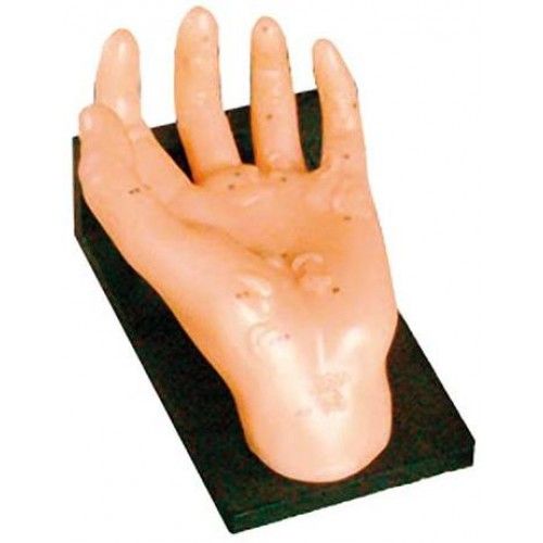 Mão Acupuntura 20cm Ilustrando os órgãos do corpo humano-CS/COL-1511