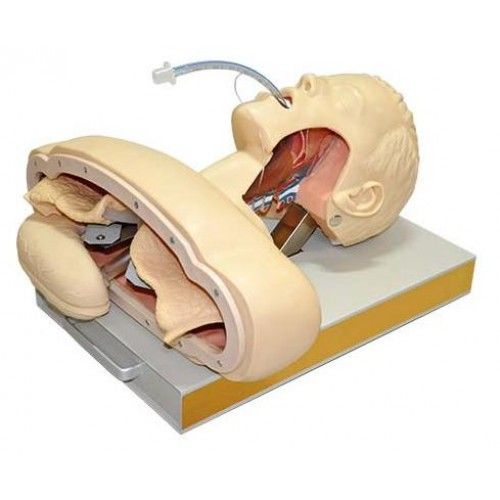 Modelo de Intubação Adulto Luxo-CS/COL 2201
