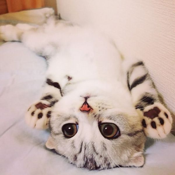 Capa de almofada gato
