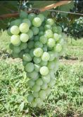 Uva Moscato Embrapa enxertada -VINHO/MESA-