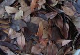 Insulina Amarga (Pedra Ume Caa) 100g