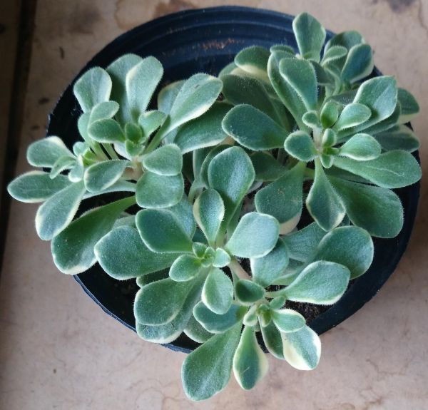 Sedum Makinoi Variegata
