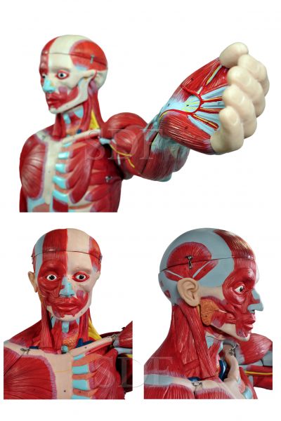 Manequim Muscular de 1,70 c/ Órgãos Interno em 29 Partes CS/SD-5026