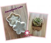 Suculenta lola
