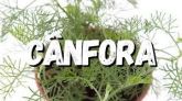 CÂNFORA