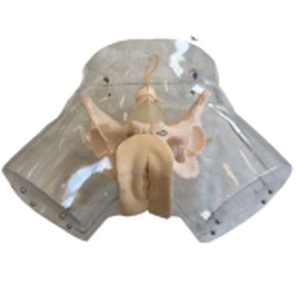 Simulador de Curetagem Transparente-CS/AT/TGD 4032