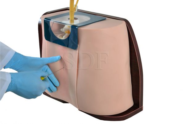Simulador avançado Adulto P/ Punção Lombar-CS/SD-4046