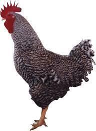 Carijó Pesadão Pinto (Recria)