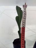Cacto Orquídea 19cm