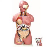 Torso Bissexual 85 cm em 24 partes-CS/AT/TZJ-0202-B