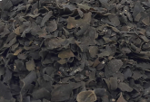 Fucus 100g