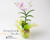 Orquidea Cymbidium
