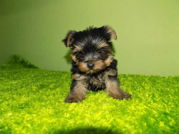 yorkshire terrier miniatura