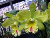 blc magic meadow napoleon