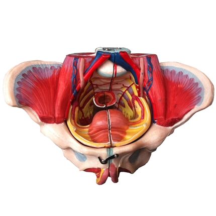 Pélvis Feminina Clássica c/ Músculos e Órgão Genital-CS/AT/TZJ-0353-G
